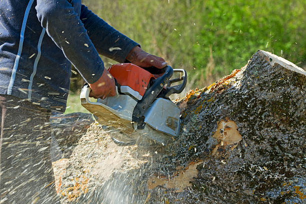 Best Tree Planting Services  in Red Lake Falls, MN